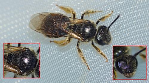 Lasioglossum sp.